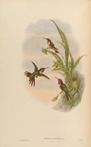 Doricha bryantae = Calliphlox bryantae 作： John Gould